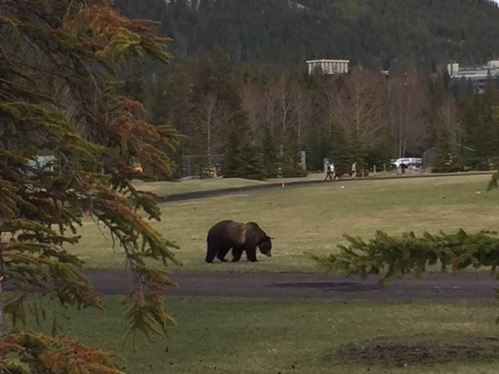 The grizzly was close enough for Lee to capture this photo.