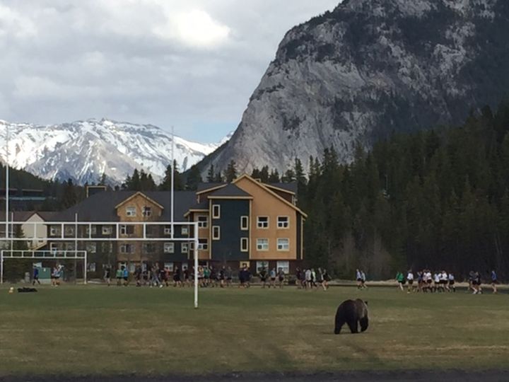 Bear 148 is seen interrupting a high school rugby practice May 9, 2017.