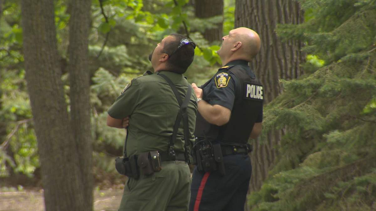 Police and conservation officers examine the bear, 40 feet above in a tree.