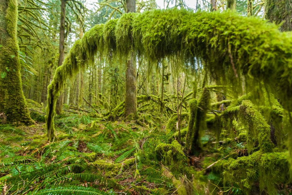 Golden Ears Provincial Park is seen in British Columbia