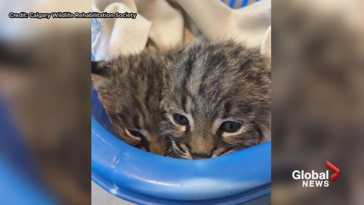 Two bobcat kittens rescued from the scene of a house fire in Calgary on Friday afternoon have been reunited with their mother. 