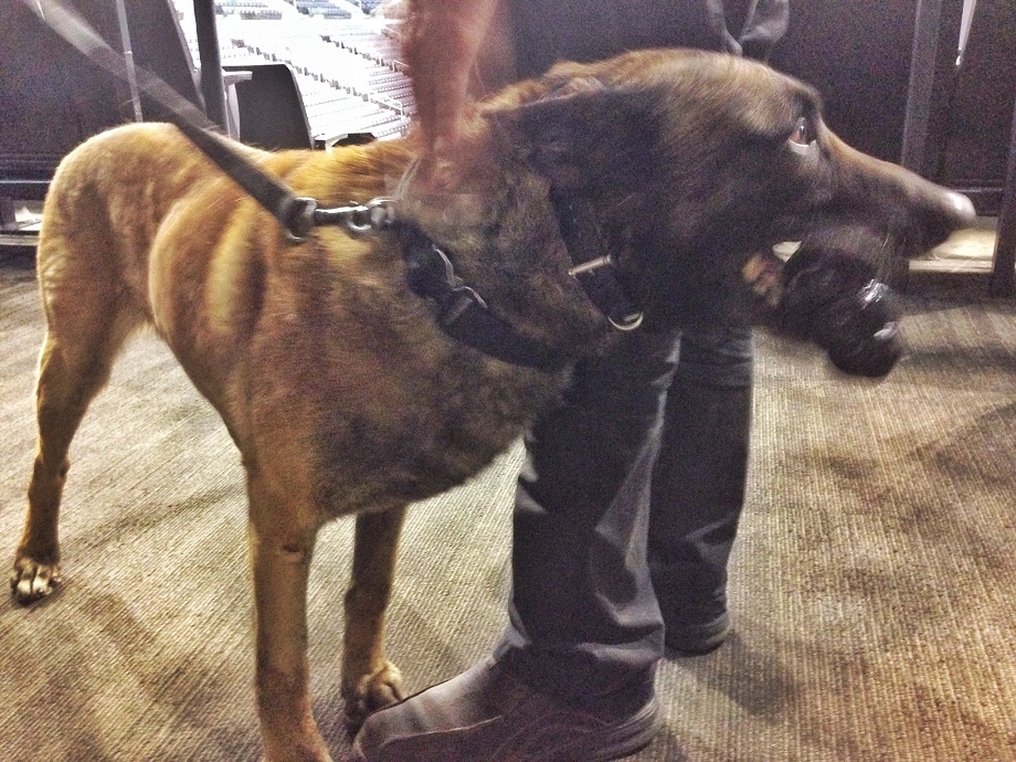 Dante, a member of the Winnipeg Police Service, will be patrolling the MTS Centre Friday night. 