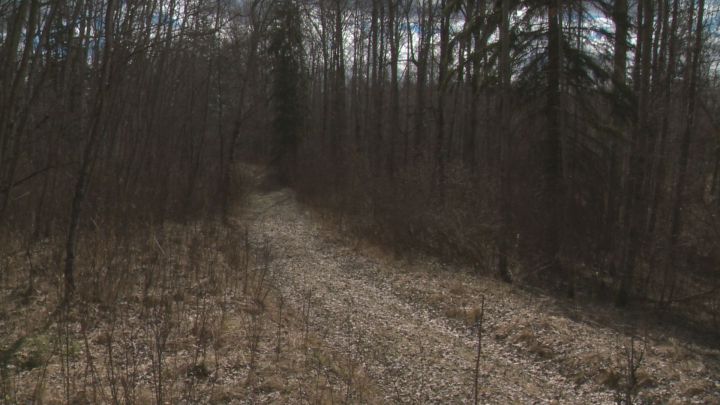 The Bunchberry Meadows Conservation Area, a 250 hectare old-growth forest just 30 kilometres from downtown Edmonton, is expected to be open for nature lovers to enjoy in the fall of 2017.