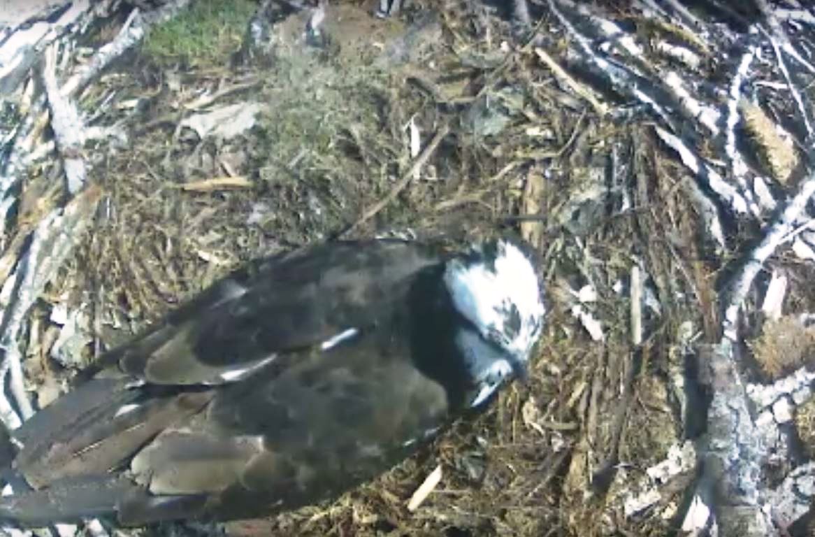 Kelowna osprey camera now livestreaming - image