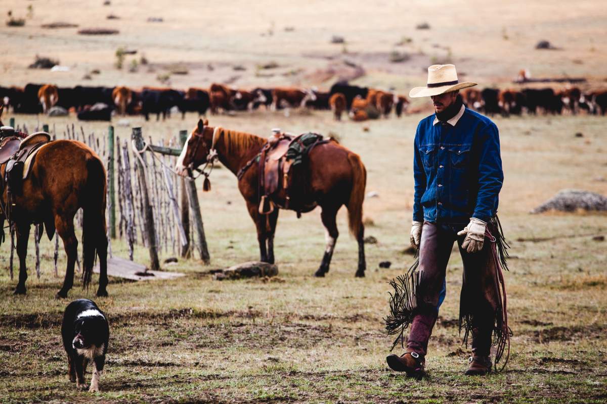 Cattle running near Riske Creek Ranch.