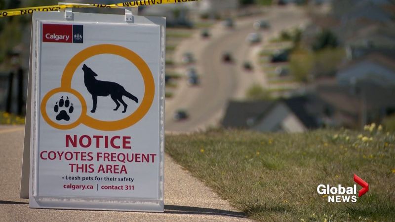 Signs in Panorama Hills  warn residents to be cautious of coyotes. 