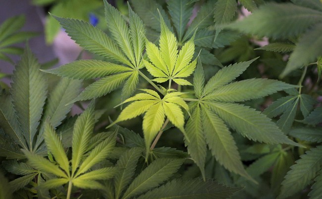 A marijuana plant at the AmeriCanna Edibles facility on Tuesday, April 25, 2017 in Boulder, Colo.THE CANADIAN PRESS/Joe Mahoney.