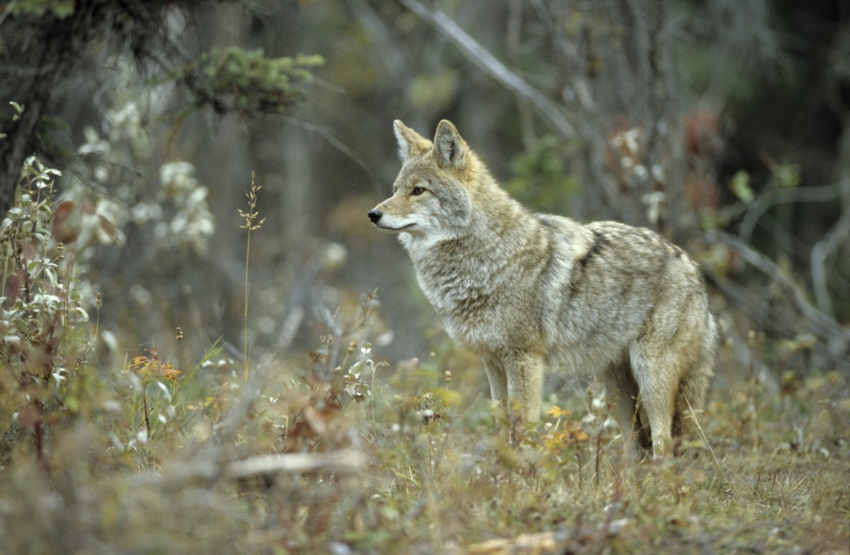 There has been an increase in Coyotes sightings in Kitchener of late.