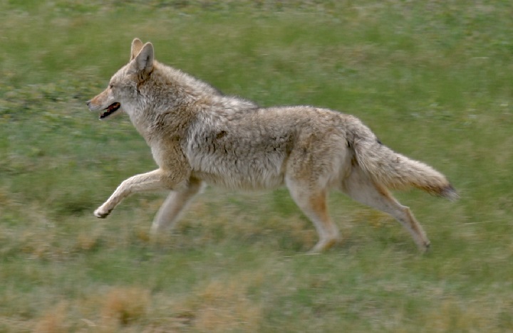 Parks Canada issued a coyote warning for the Banff area Tuesday.