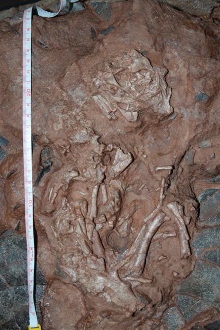 The skeleton of an embryo from one of the largest dinosaur eggs ever discovered is shown in this image provided by the University of Alberta. 