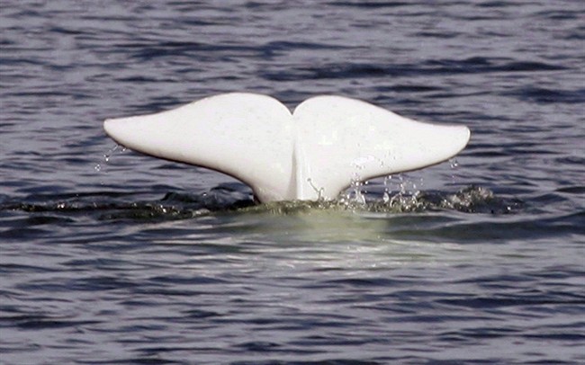 A beluga whale shows its tail in the St.Lawrence River near Tadoussac, Que., Monday, July 24, 2006.