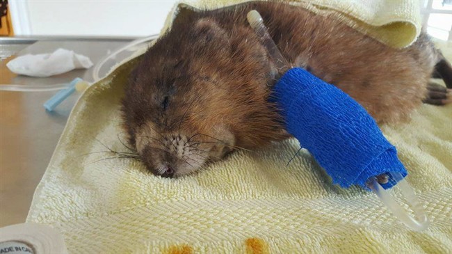 An Ontario wildlife rescue centre that collected donations for an extensively injured muskrat says the animal has died.