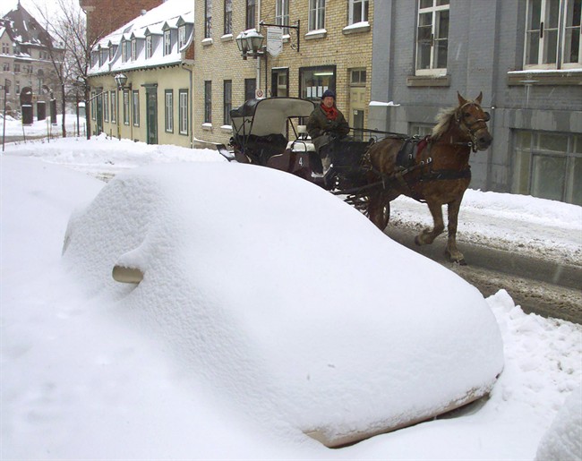 A photo of a calèche horse.
