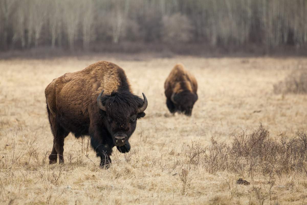 Canadian photographer Zach Baranowski captures roaming bison in Riding Mountain National Park in Manitoba.