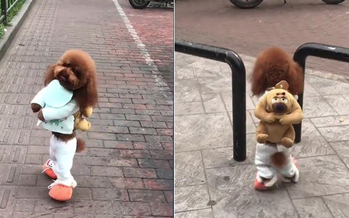 This brown poodle has been showing up on social media feeds this week. Millions have shared it, while others are expressing concern for the dog.
