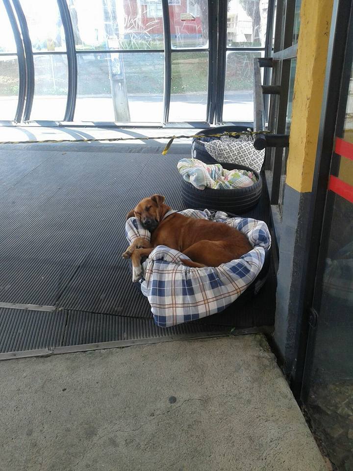 Brazil bus station workers open doors and hearts to homeless dogs - image