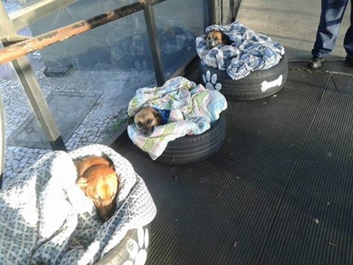 Three stray dogs were taken in by a local bus terminal in Brazil. 