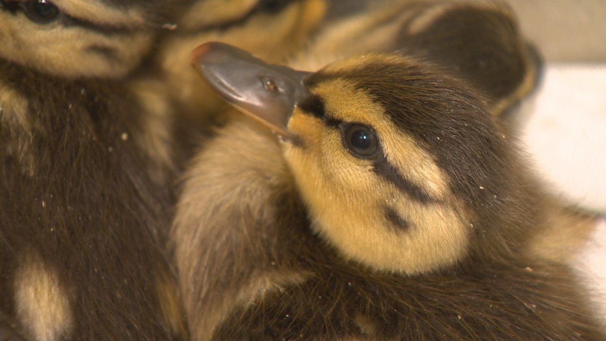 A driver allegedly stopped on Hwy. 401 to avoid hitting a family of ducks, caused an accident and then left the scene.