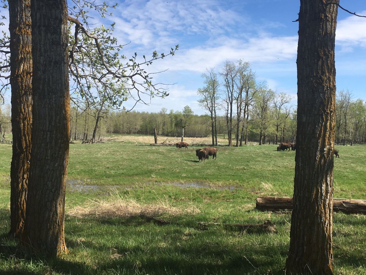 Bison graze in an Elk Island field on Thursday, May 18, 2017.