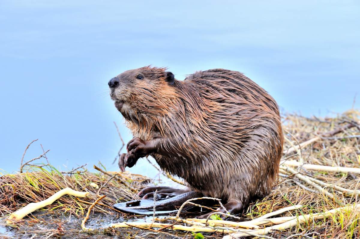 An adult beaver appears in a file photo. 
