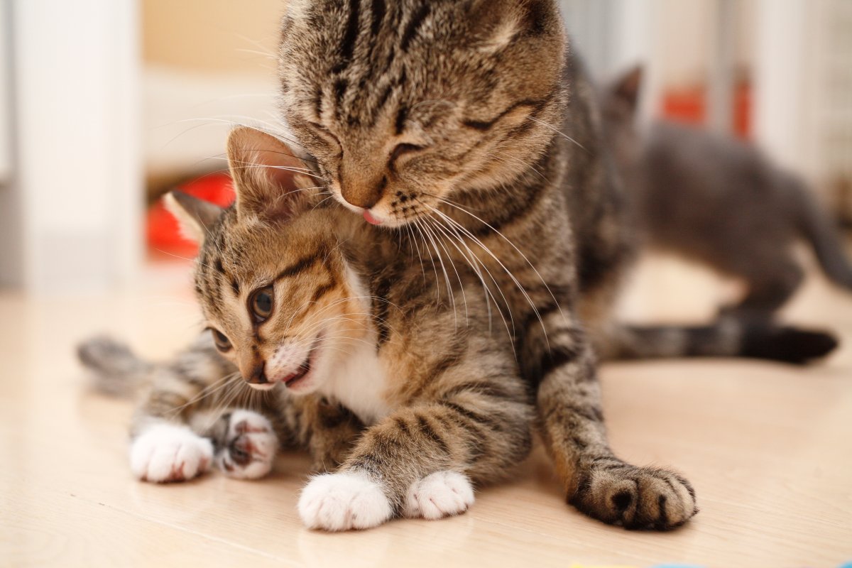 A donation to the London Humane Society this Mother's Day can help with care for nursing cats.