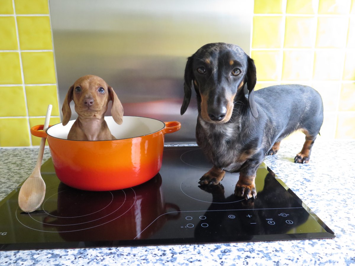 Dachshund dogs Maya and Peanut pictured inside the kitchen in Woking, Surrey, June 2016.
