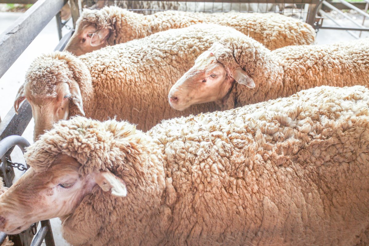 Saskatchewan Agriculture says at least one animal in a flock of sheep in the rural municipality (RM) of South Qu'Appelle has died as a result of anthrax.