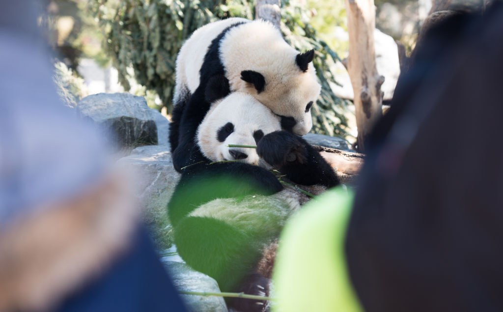 Giant panda cub Jia Panpan (Top) (meaning Canadian Hope) and its mother Er Shun play at the Toronto Zoo in Toronto, Canada on March 17, 2017.