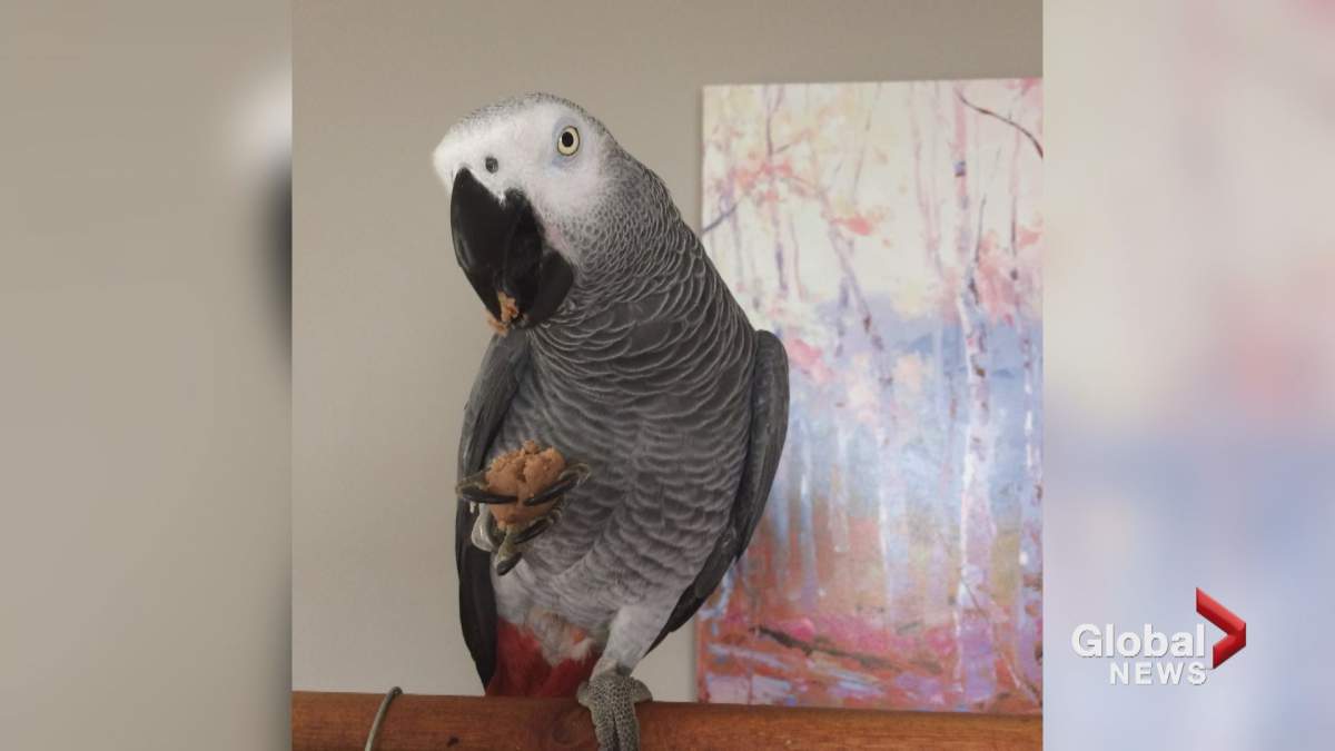 Ivanie Blondin’s six-year-old African grey parrot went missing in Calgary on Friday afternoon.