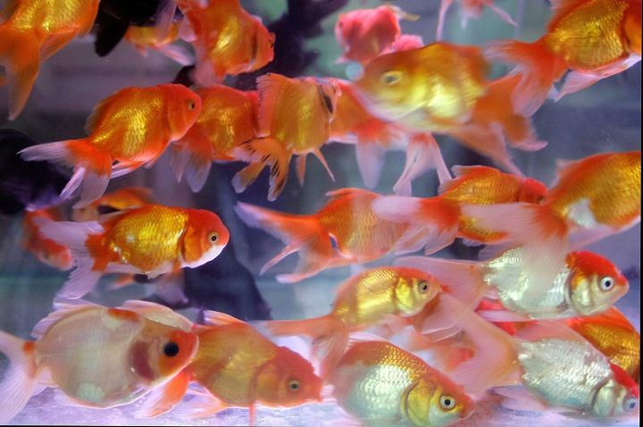 goldfish in Vietnam