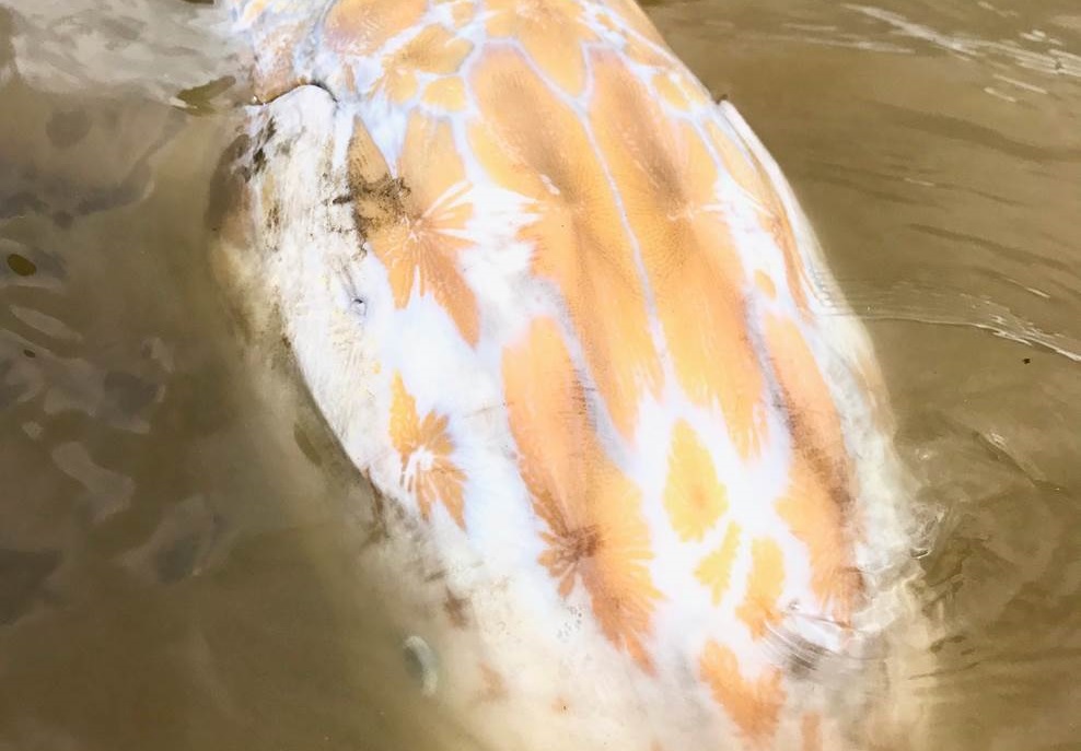 WATCH: Rare golden sturgeon caught in the Fraser River - image