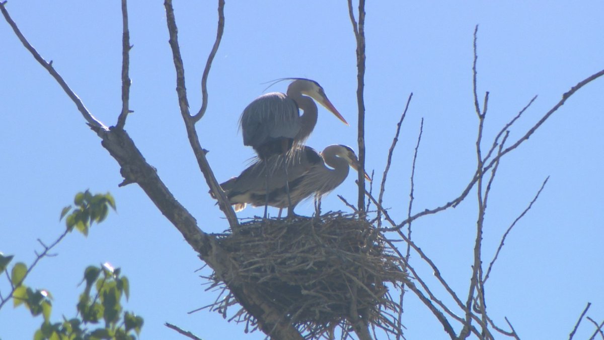 Windstorm devastates heron nests in Vernon - image