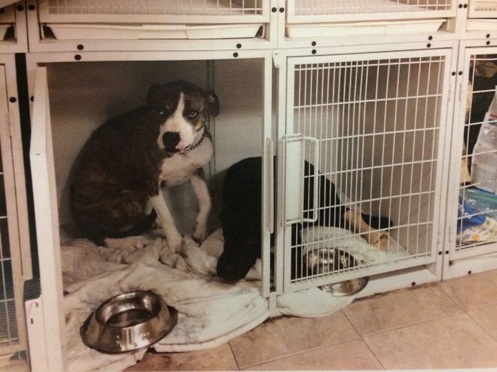 Veterinary clinic staff allege Heza and Tiggor were forced to live in a small kennel.