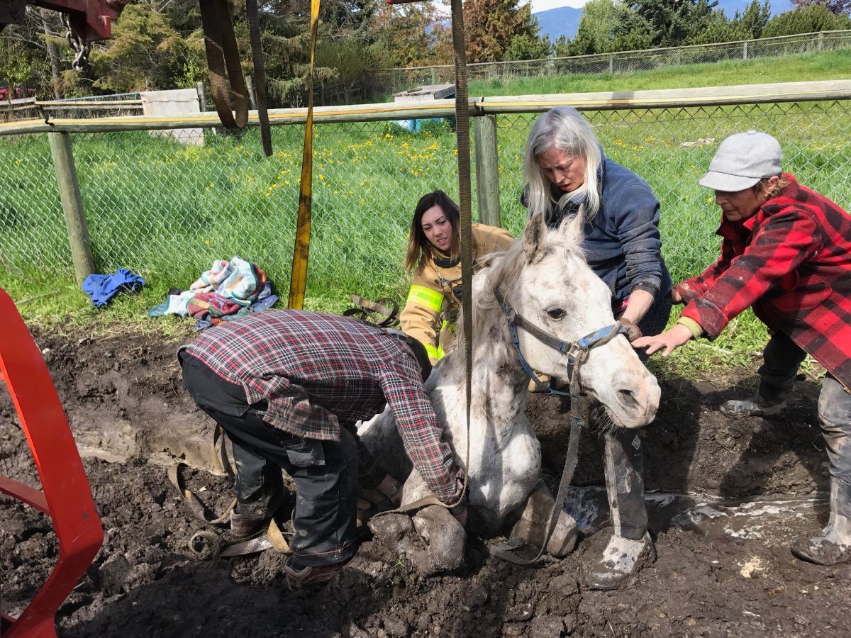 Horse rescued after being stuck up to 10 hours in muddy ditch - image