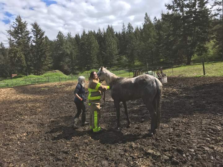 Horse rescued after being stuck up to 10 hours in muddy ditch ...