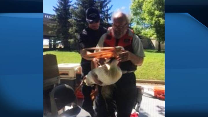 The Saskatoon Fire Department deployed its water rescue team into the river on Saturday afternoon to help an injured pelican.