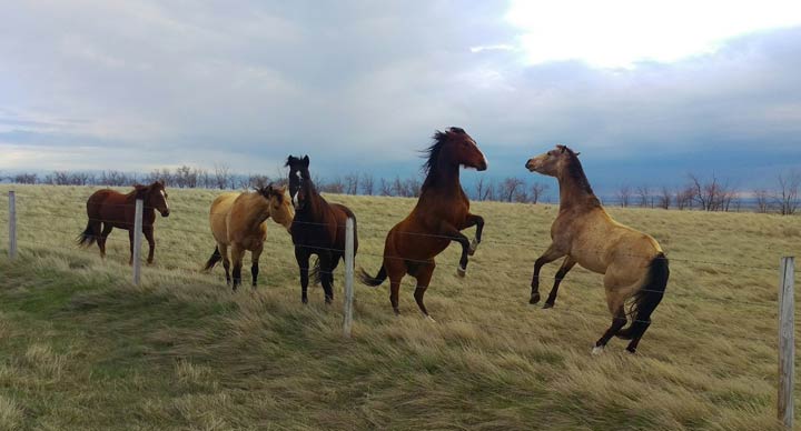 May 5: This Your Saskatchewan photo was taken by Kim Gilbert near Consul.