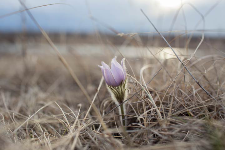 May 4: This Your Saskatchewan photo was taken by Meghan Mickelson at Cranberry Flats.