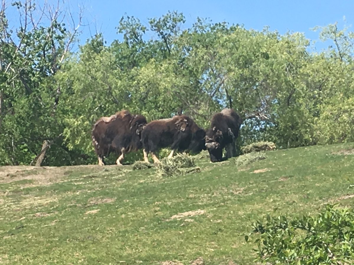 A musk ox at the Assiniboine Park Zoo is being treated for injuries after it escaped its enclosure.