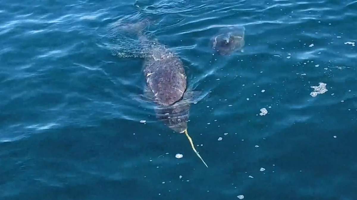 Researchers in Canada have released footage they say will help unravel the “mystery of the narwhal tusk.” Footage taken last summer in the Canadian Arctic shows the creatures using their horns to quickly tap and stun cod before eating them.
