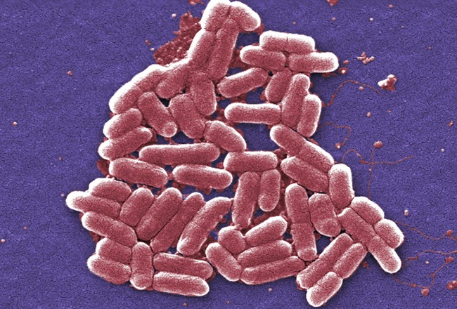 E. coli warning issued by Canadian Food Inspection Agency.