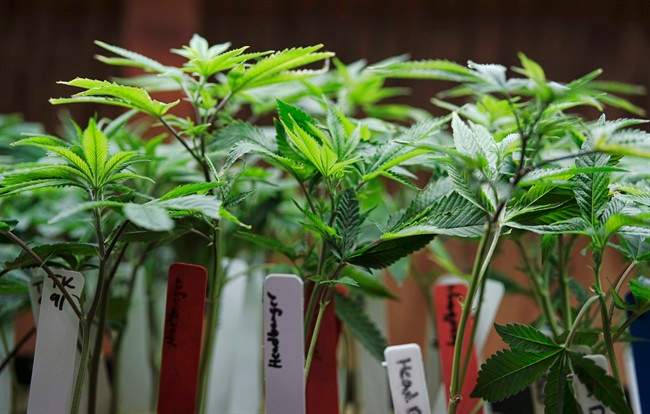 Marijuana plants on display at a medical marijuana provider in downtown Los Angeles.