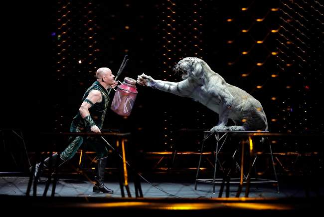 Ringling Bros. tiger trainer Taba Maluenda performs with a white tiger during a show, Thursday, May 4, 2017, in Providence, R.I. 
