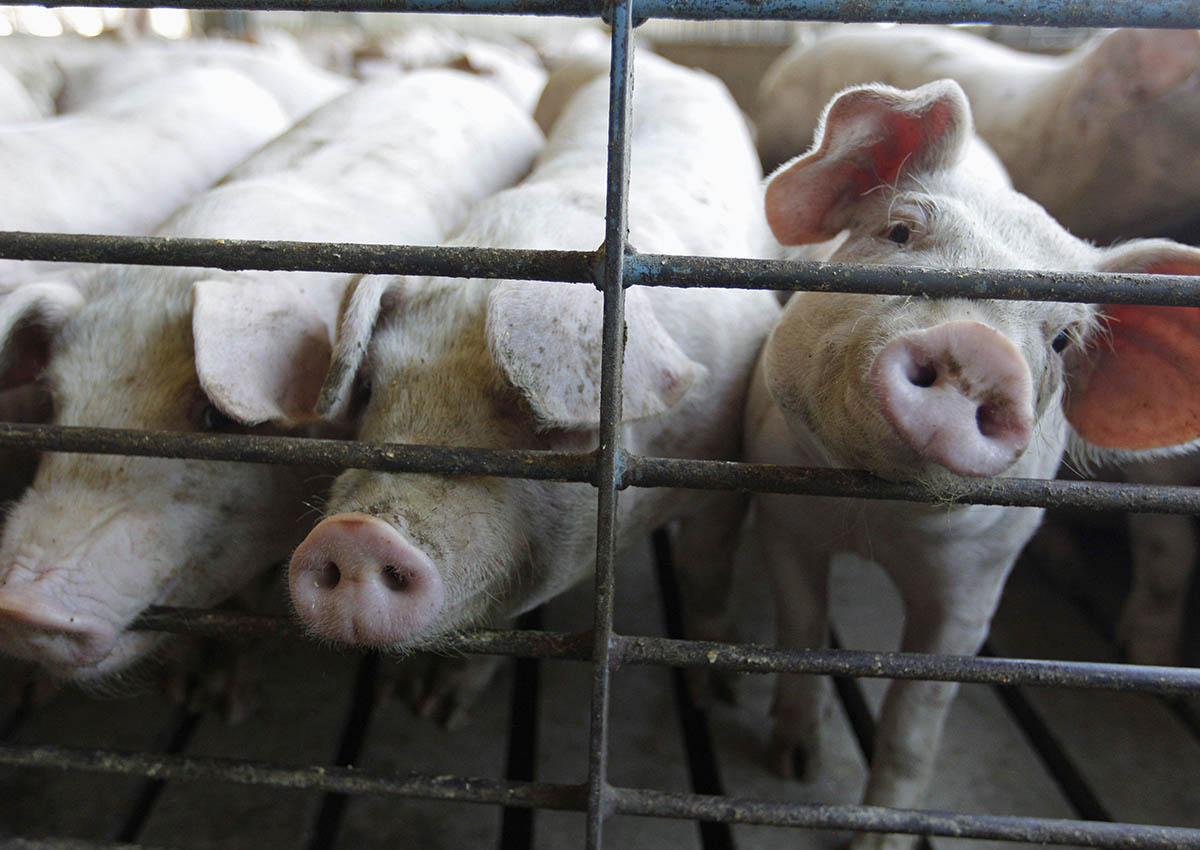 This June, 28, 2012, file photo shows hogs at a farm.
