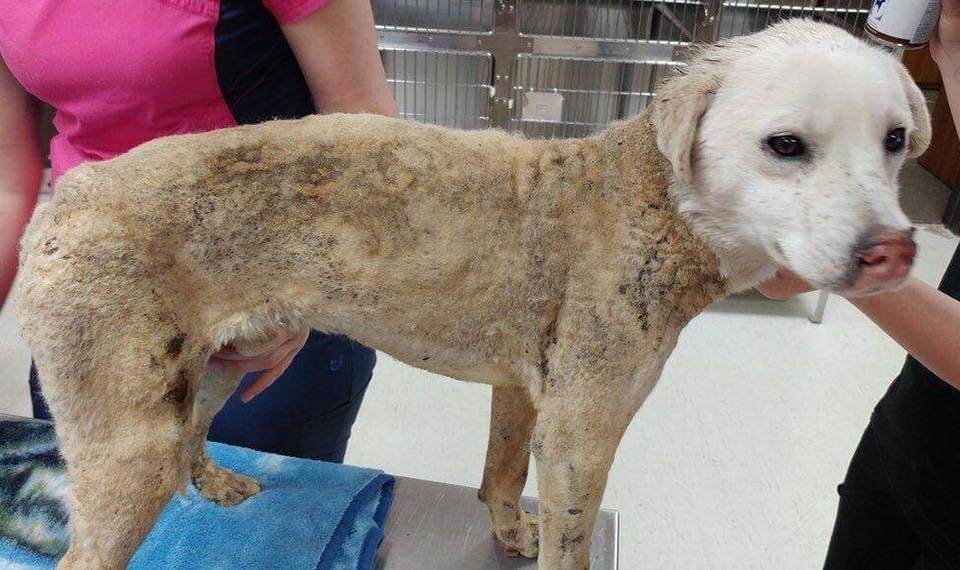 Polo is recovering at a Winnipeg animal hospital after he was tossed into a fire pit. 