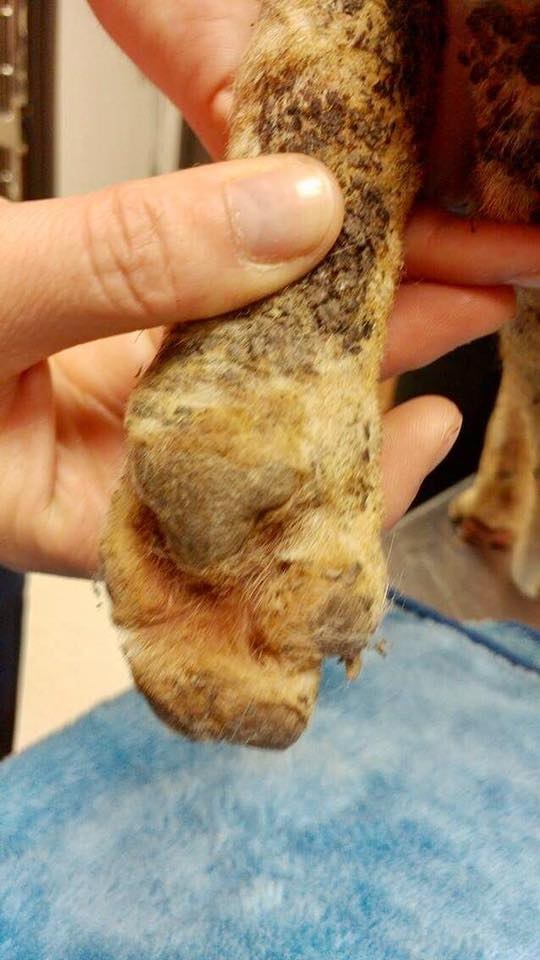 Polo is recovering from multiple second-degree burns.