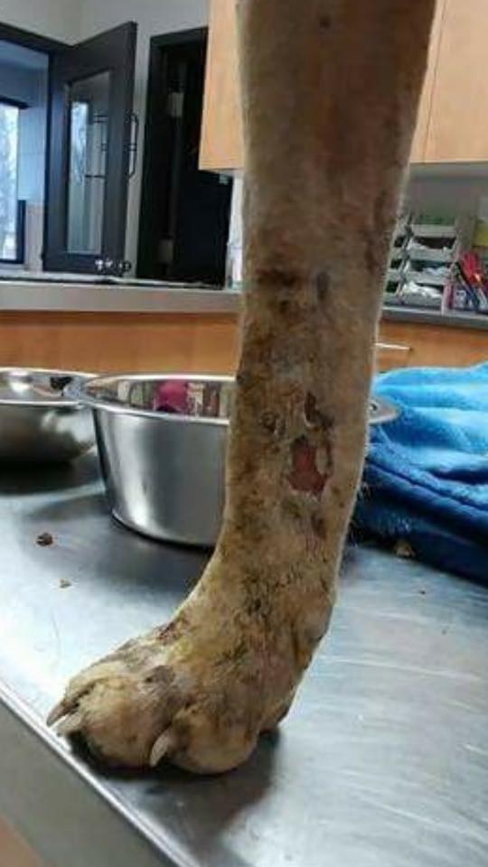 Dog thrown into fire pit by kids now recovering in Winnipeg with second-degree burns - image