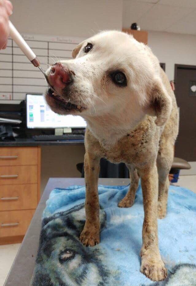 Polo is being cared for at the Tuxedo Animal Hospital.