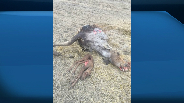 A Saskatchewan man has been fined almost $5,000 for moose poaching near Alvena.
