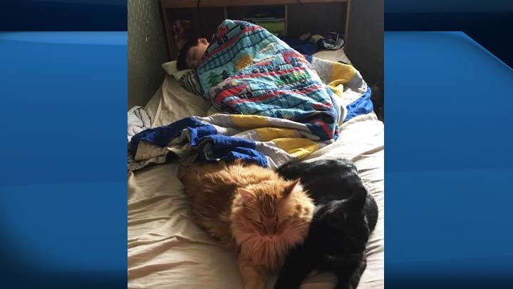 Owen in bed with Racket (left) and another one of the family's cats.